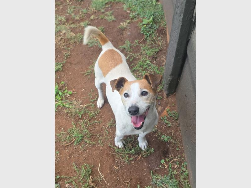 Do your part and become a fur-parent today.