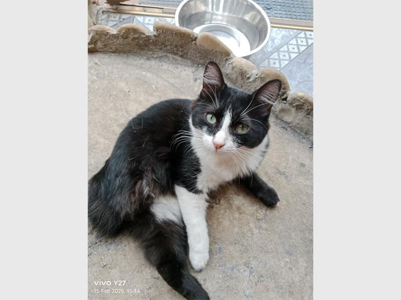 After weeks of searching, SPCA manager Annecia le Roux is asking anyone who may have seen her beloved cat, Stompie, to come forward. He is neutered, microchipped, and has a short tail.