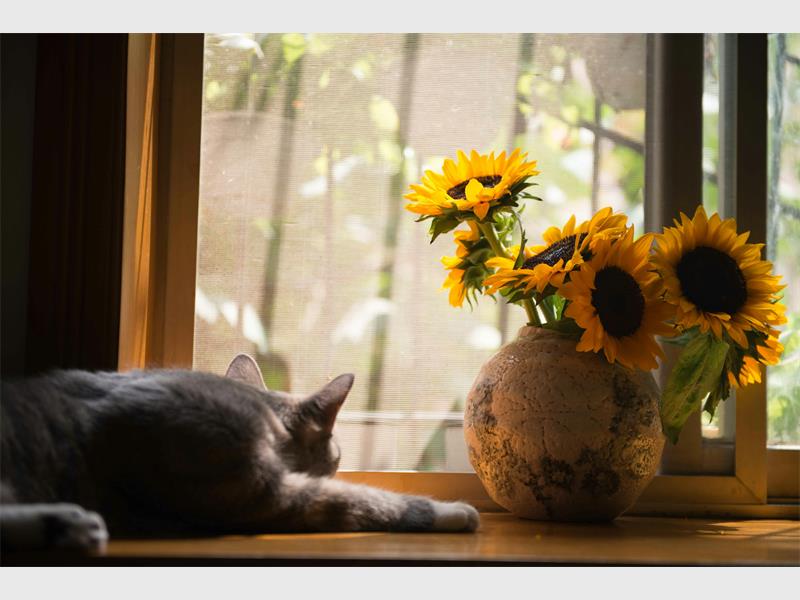 As many prepare to travel this festive season, SPCA manager Annecia Le Roux urges pet owners to plan ahead and make proper arrangements for their animals, whether they’re staying home or joining the trip.