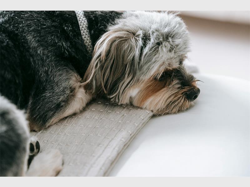 Manager Annecia le Roux says January brings a spike in anxious and confused pets as families return to work and school.
