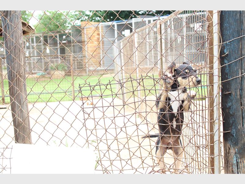 Despite a slight decrease in cases, Springs SPCA warns that deliberate dog poisonings remain a serious concern and encourages the community to stay vigilant and report any incidents.