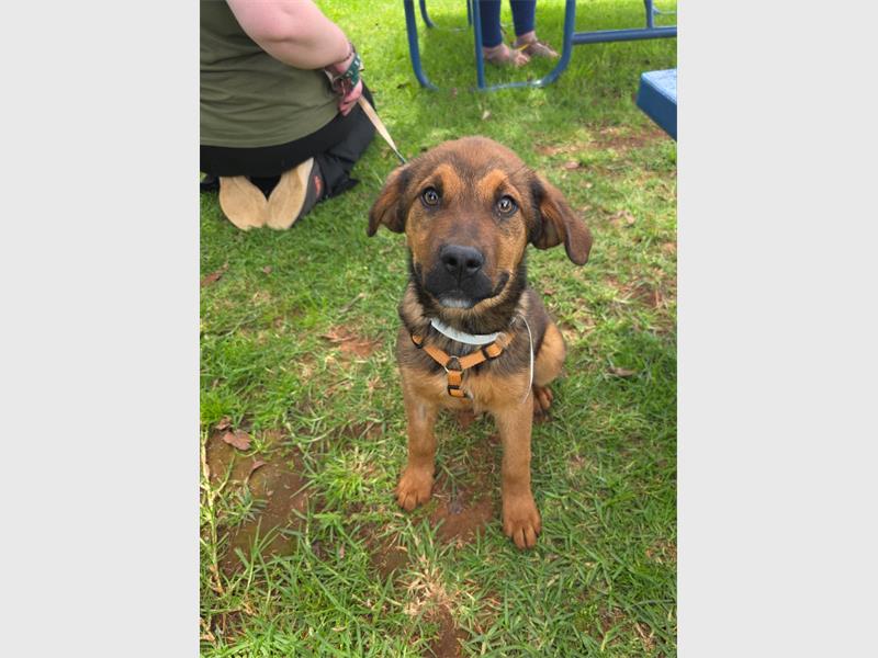 Do your part and become a fur-parent today.