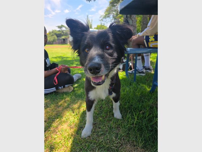 Do your part and become a fur-parent today.