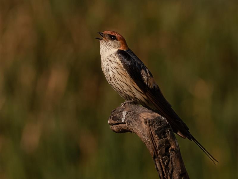 Members of the Springs Photo Club impressed judges during their monthly competition, highlighting the growing creative talent within the local photography community.