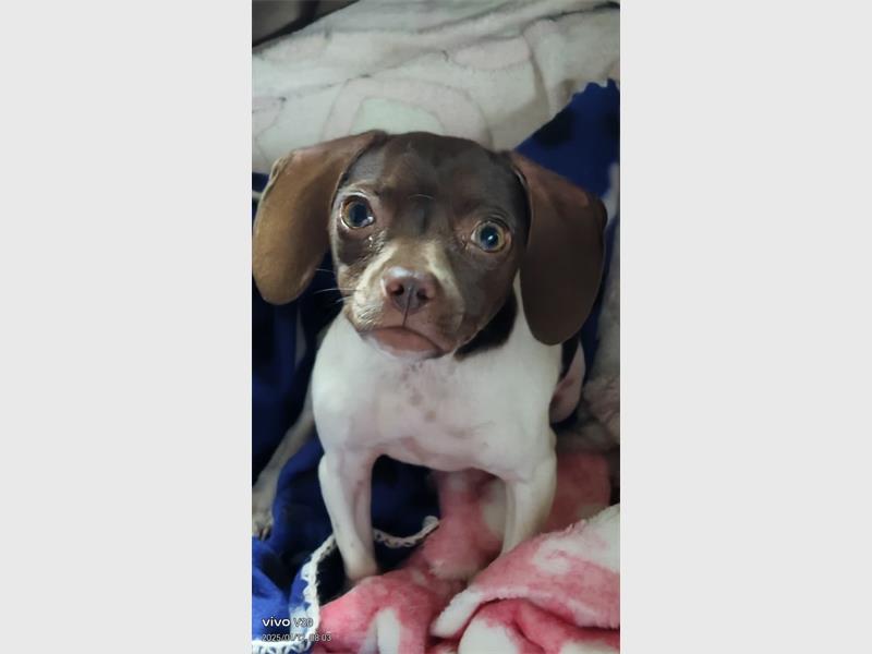 Annecia le Roux is asking residents to assist in finding her small Chihuahua-cross, Dumbalina who went missing on March 12.