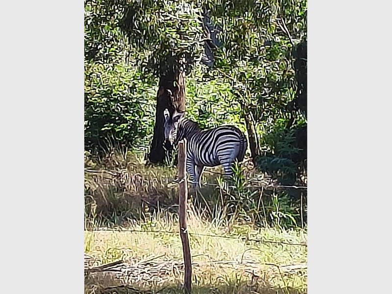 The Springs SPCA responded to an unexpected wildlife call in Dal Fouche, where teamwork ensured a safe outcome for a wandering zebra.