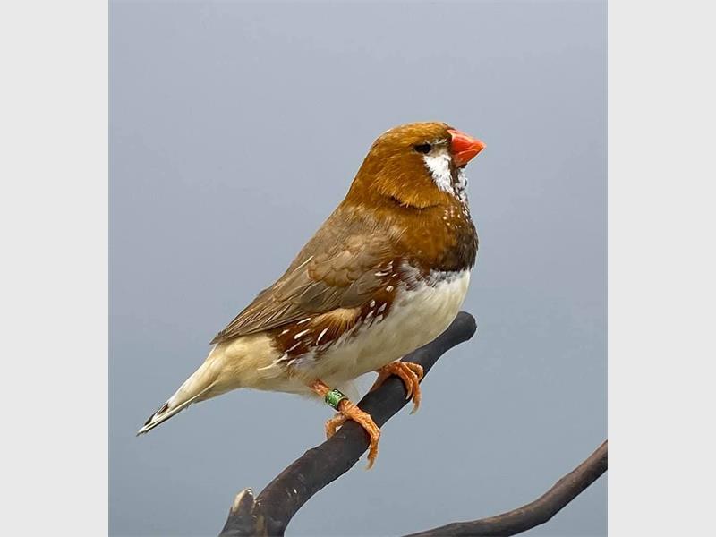 President of the TZFS, Stuart Shillinglaw explained that not only was Fred Barnicoat a renowned bird breeder, he was also a much respected Latin teacher at Benoni High School.