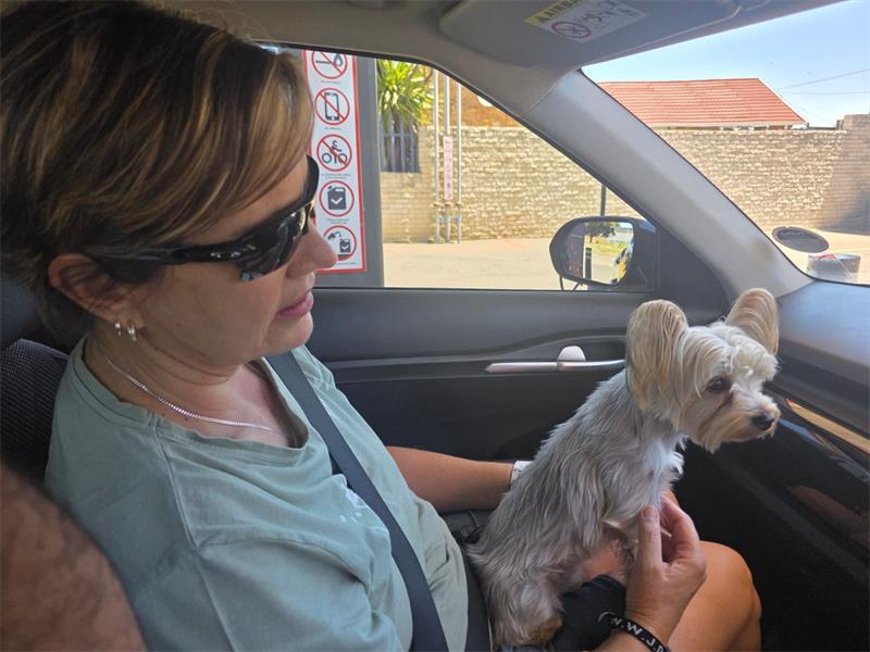 Despite weeks of searching, following up on leads and battling scammers, a Springs family has not given up hope of bringing their beloved Yorkshire terrier, Lilly home.
