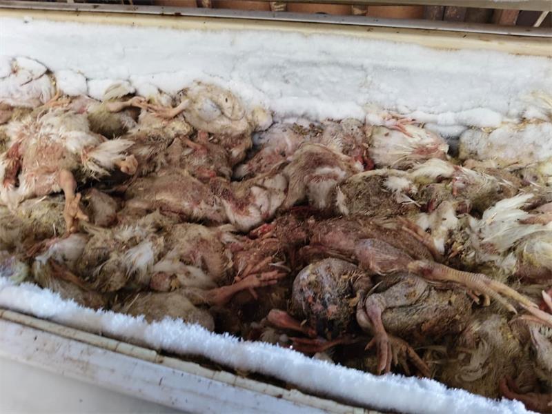 The Springs SPCA has opened a criminal case after removing 88 dogs from a commercial working dog establishment during a court-authorised rescue operation.