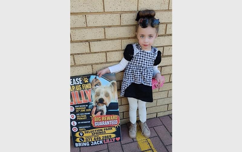 A shared name has created a special connection between a Springs toddler and a missing Yorkie, with young Lilly Burger determined to help another Lilly find her way home.