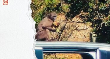 Baboon pulls of McDonald’s heist at Sir Lowry’s Pass viewpoint1