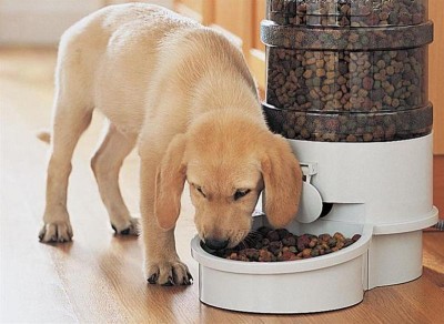 Honde selfvoer bakke het meer nadele as voordele volgens Dr. Naudé. Foto van www.petmd.com