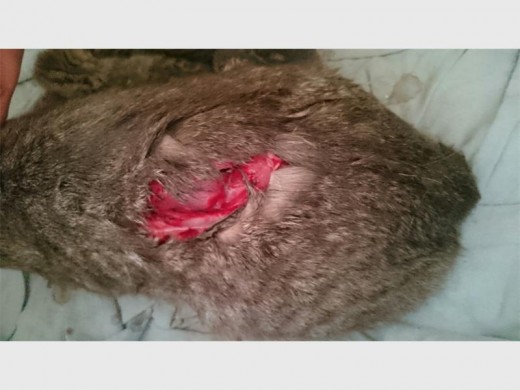 Junior's injury caused by what is believed to be a panga. Photo submitted.