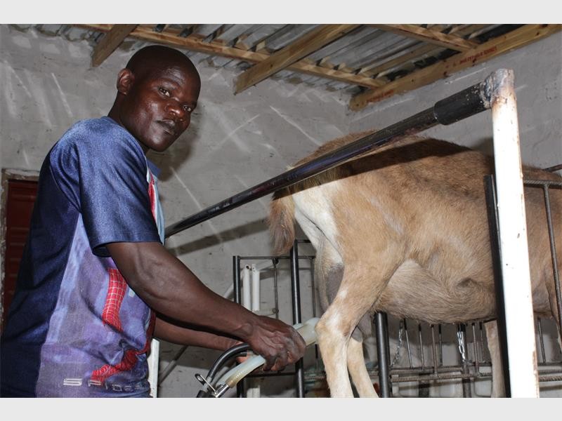 Shorty Jeffrey using the milking machine to milk a doe.