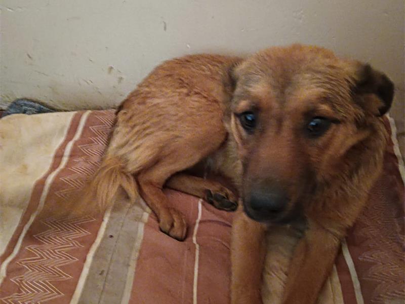 A family of five stray dogs, including a paralysed puppy, is now safe and healing thanks to Cast Aways, but they need your help to stay strong.