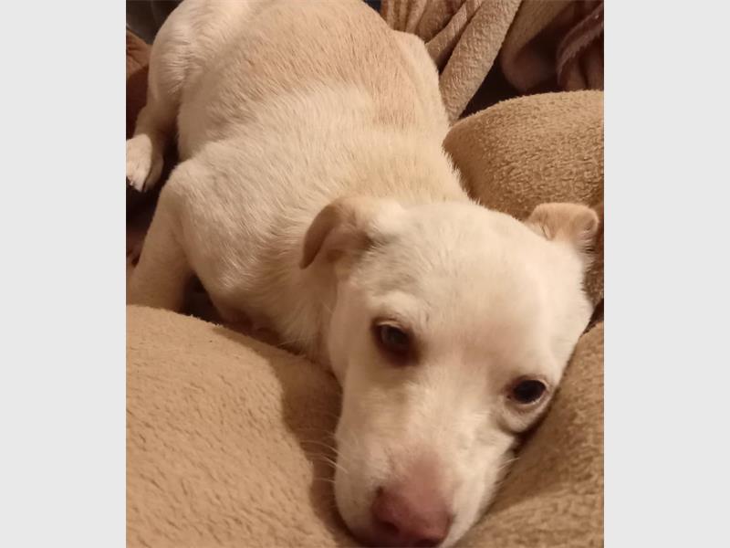 No More Tears Animal Rescue is in need of donations to help owners with sterilising their dogs.