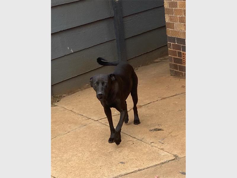 The Sphiwe family is appealing for help to reunite with their four-year-old dog, Blackie, who has been missing since August 9.