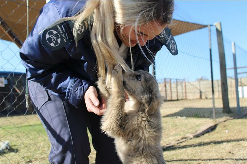 Following public outcry over its euthanasia process, the SPCA has spoken out to explain the heartbreaking reality it faces daily.