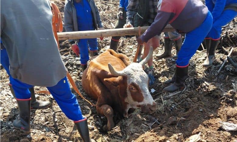 Rescue efforts end in heartbreak as SPCA forced to euthanise neglected cow found in sewer.