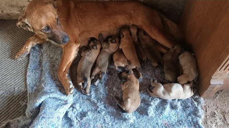 After taking in many new rescues needing medical care and proper nutrition, Cast Aways Animal Sanctuary is desperately appealing for food donations for their animals.