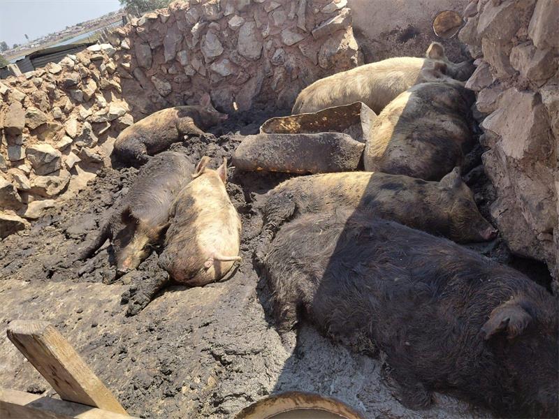 RandWest SPCA uncovered animals living in shocking conditions during a rural inspection but say owners are open to education and change.