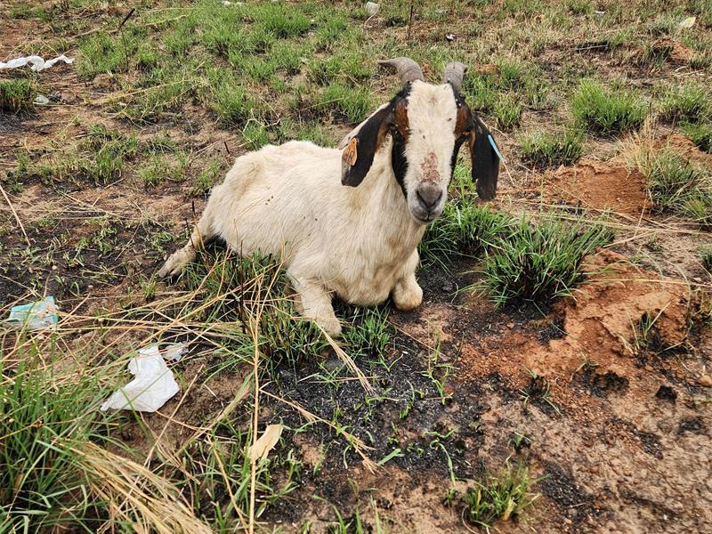 A lonely goat left to die in a remote veld is now getting a second chance at life thanks to a local animal rescue organisation.