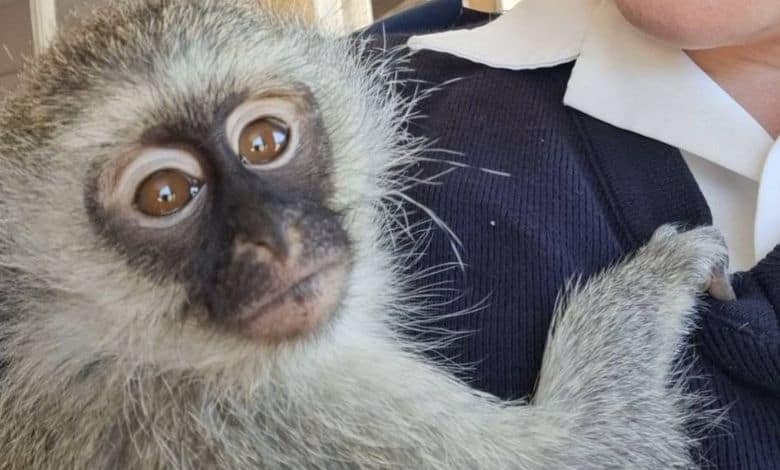 A baby monkey’s severe injuries serve as a reminder that wild animals need professional care, not home rehabilitation.