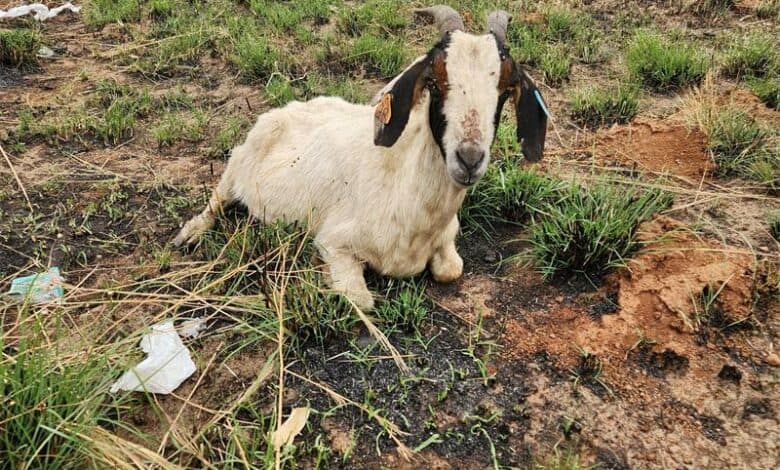 After she was found alone and hurt in a veld, Winny is making progress each day in her new loving home.