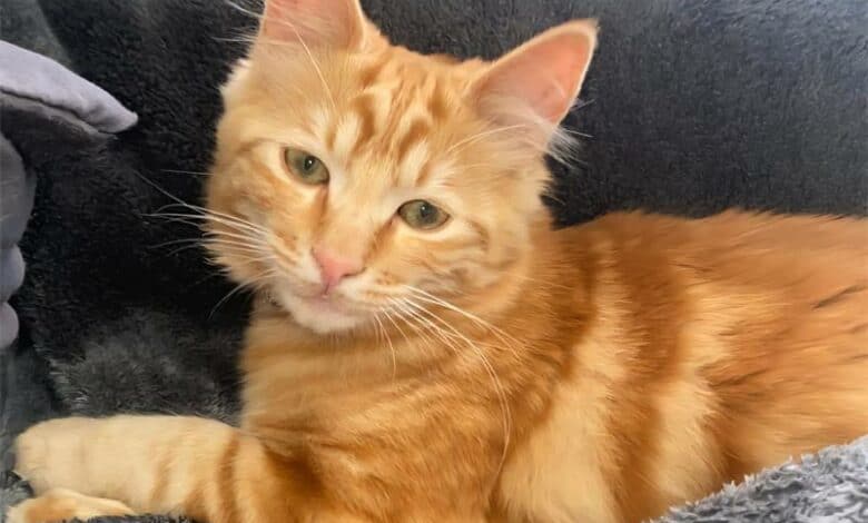 Tessa Smit is relieved after being reunited with her cat, Brandi, who had been missing for a week.