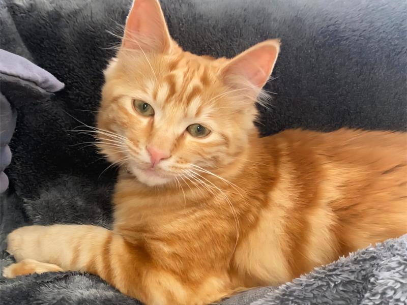 Brandi has been missing for more than three days, and his owner, Tessa Smit, is appealing to the community to help find him.