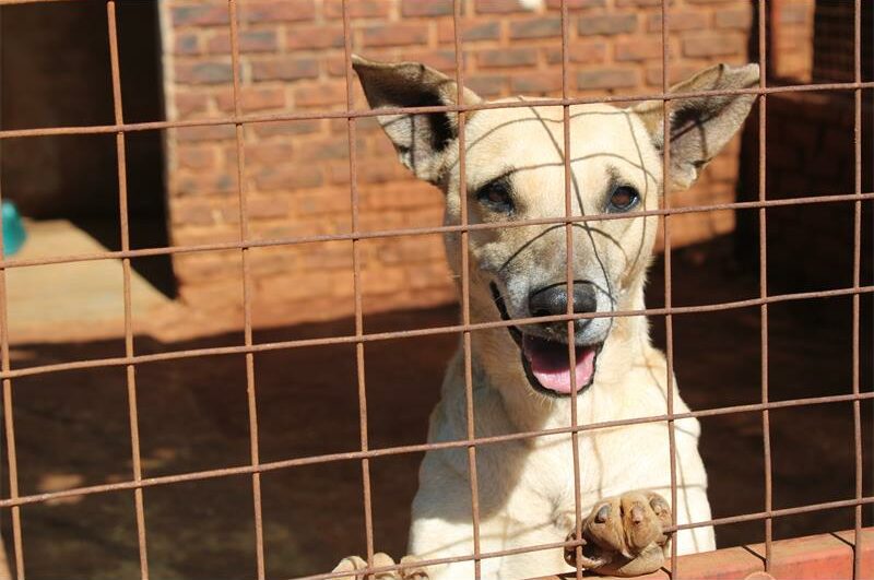 No More Tears Animal Rescue is appealing to the West Rand community to assist Venterspos residents and their animals, who have been without water for over three days.