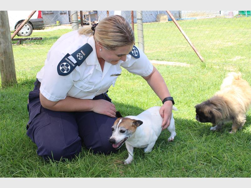 Festive season strays and abandoned pets put pressure on West Rand shelters – here’s how the SPCA is helping.