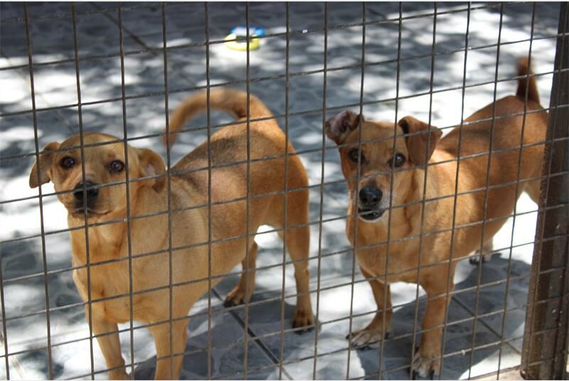 With expenses more than three times their income, Cast Aways Animal Sanctuary is urgently appealing to the community for support to care for the animals they rescue.