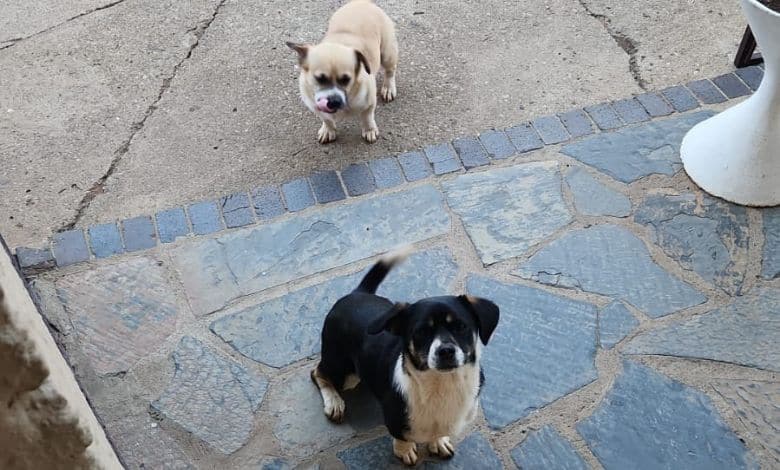 After being surrendered to No More Tears Animal Rescue for the second time, Jessie and Lilly are looking for a loving forever home.