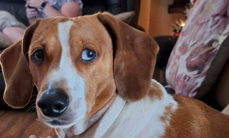 Doepa has been missing from his home since September 29, and his owner is desperately hoping he will be found and brought back safely.