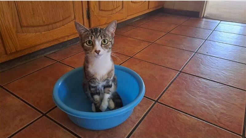 Jakkie the cat went missing on October 13, and her family is desperately hoping for her safe return.