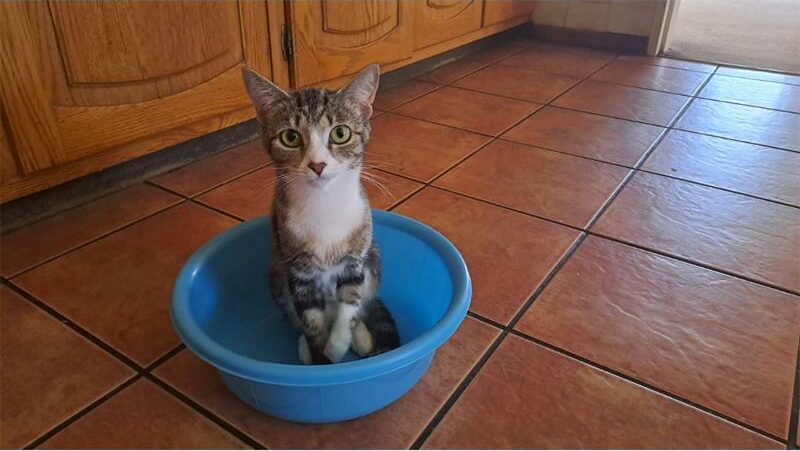 After going missing on October 13, Jakkie the cat found her way home all on her own.