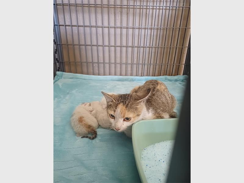 Cast Aways Animal Sanctuary has taken in two mother cats and their 11 kittens, all now safe and thriving.