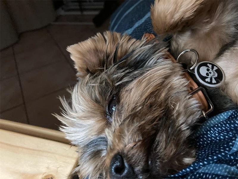 Blanché Christina Posthumus is pleading with residents to keep an eye out for her missing Yorkie.