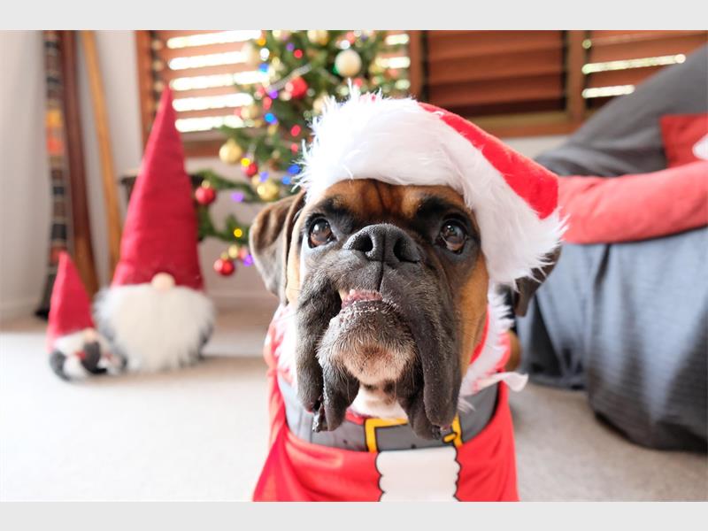 Start your Christmas with a smile. Here are some people who did not have the best Christmas at all.