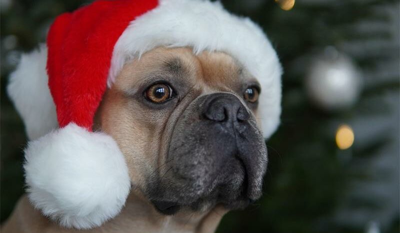 Here is a fun video of people enjoying Christmas with their pets, with hilarious results.
