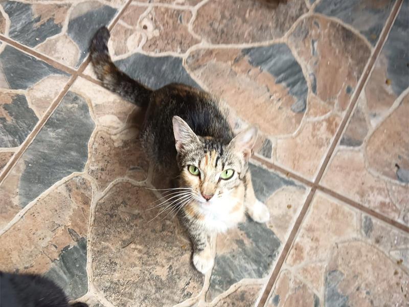 After Brindle and six cats were found abandoned on a plot, Cast Aways Animal Sanctuary hopes to give them another chance at a loving home.