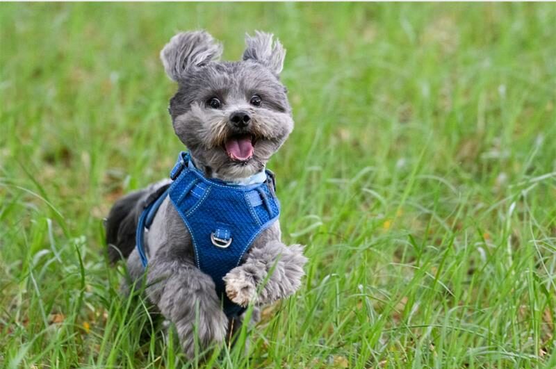 Pepé and Habib were among the pets whose photos were submitted for the RandWest SPCA's calendar for 2026.