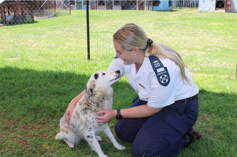 After a long year of rescuing and caring for animals in dire situations, the RandWest SPCA committee hopes to thank staff for going the extra mile.