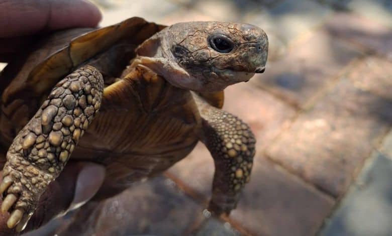 A tortoise sold illegally at a Krugersdorp traffic light was rescued thanks to quick action by the SPCA, police, and a concerned citizen.