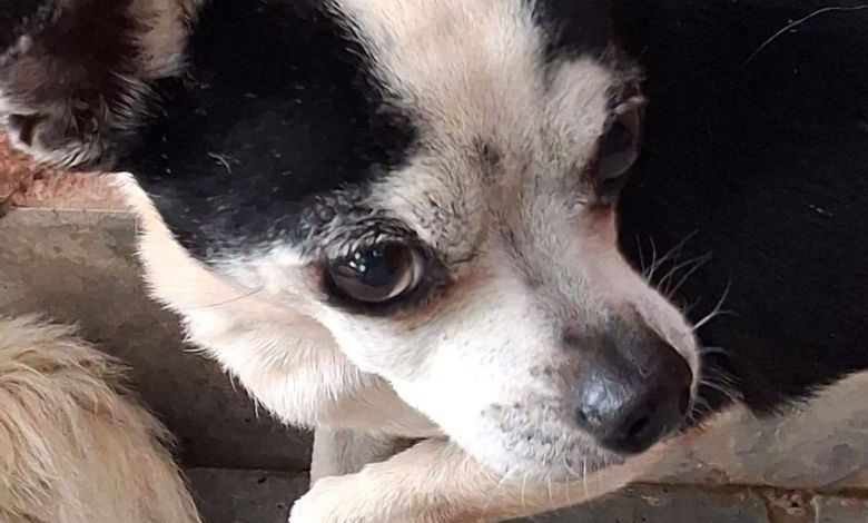 Cast Aways Animal Sanctuary is appealing to the community for help in caring for Seuntjie, a dog found suffering from a severe prolapse.
