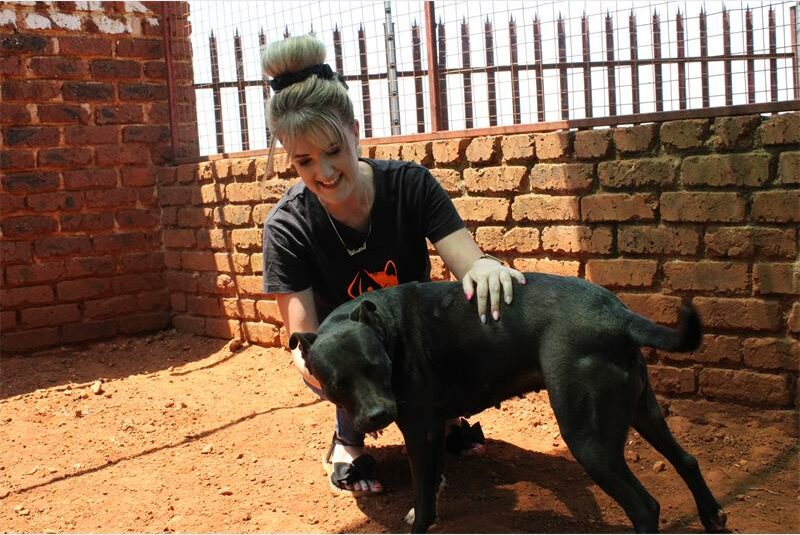 No More Tears Animal Rescue is appealing to the community to donate during their Christmas Drive and help make a difference in the lives of animals.