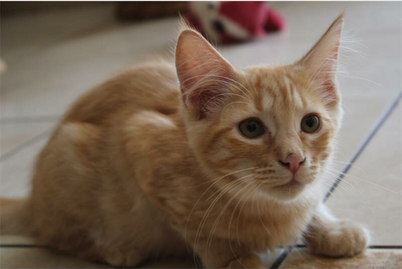 To help the hungry animals at Cast Aways, two councillors are hosting a food drive.