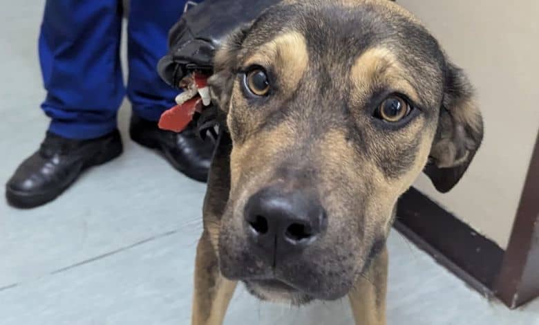 No More Tears Animal Rescue is looking for the perfect forever home for Gucci after he was found wandering the streets in Helikon Park.