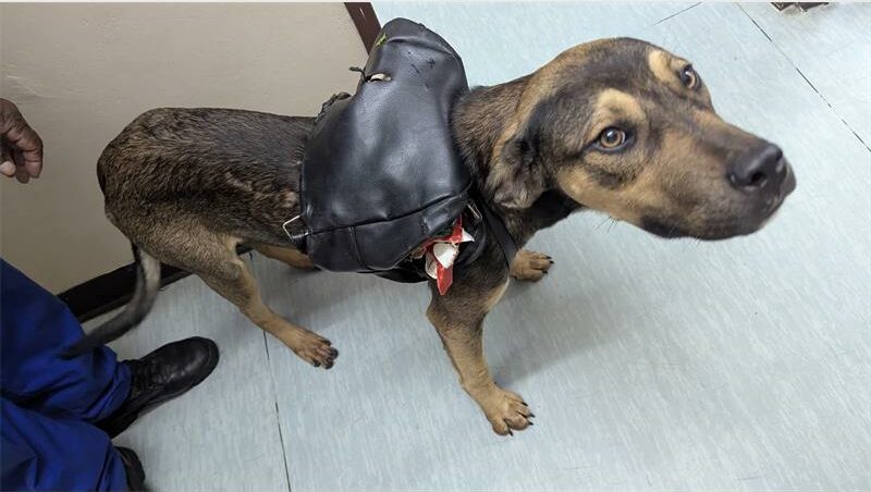 No More Tears Animal Rescue is appealing to the owners, or anyone who may know who the owner is, to come forward.